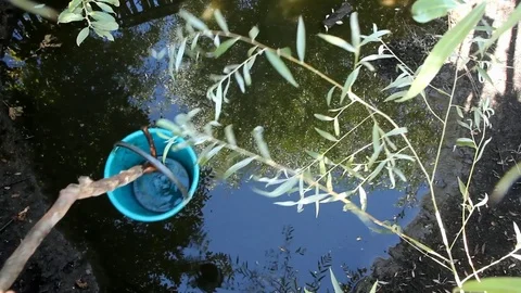 A man with a blue bucket gets water from a natural pond Stock Footage 100250770