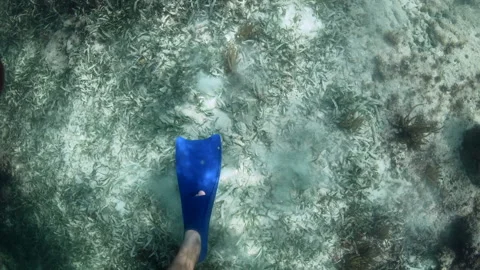 Man in blue crystal water using flippers shot 1080 slowmo Stock Footage 166533874