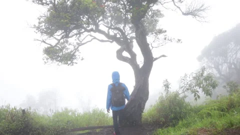 Man in blue jacket walking by looking around fog forest Stock Footage 235981307