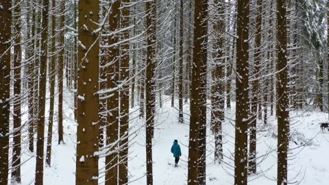 Man with blue jacket in the winter mountain forest among the huge pine trees. Video stock 150600224