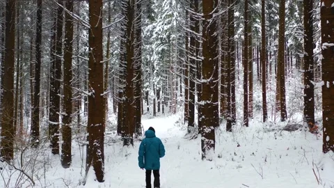 Man with blue jacket in the winter mountain forest among the huge pine trees. Video stock 150600226