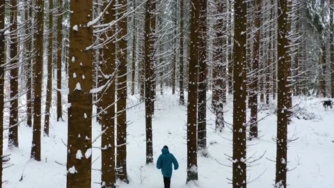 Man with blue jacket in the winter mountain forest among the huge pine trees. Stock-Footage 150600259