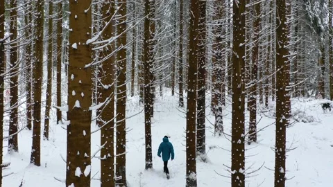 Man with blue jacket in the winter mountain forest among the huge pine trees. Stock Footage 150608717
