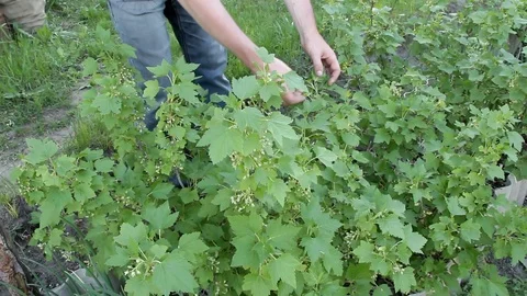 Man in blue jeans considering flowering currant bushes Stock Footage 101818180