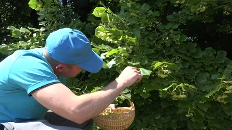 Man with blue shirt pick fresh linden blossom green park summer . 4K Stock Footage 59338181