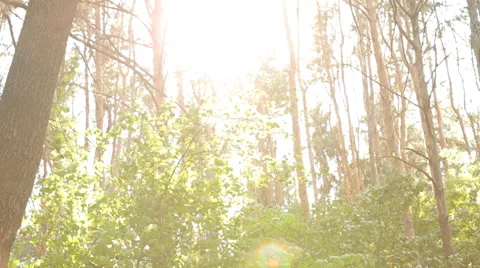 Man on bmx in the woods the sun Stock Footage 65309734