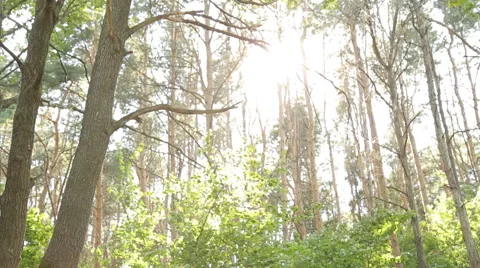 Man on bmx in the woods the sun Stock Footage 65310540