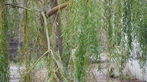 А man in a boat swims behind willow branches Stock Footage 101684229