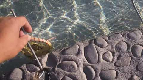Man Boiling Eggs in Natural Hot Springs Stock Footage 126347207