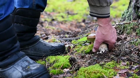 Man in boots cuts off large white mushroom in the forest Stock Footage 67397224