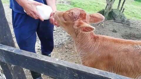 Man bottle feeding a calf. concept farm animals Stock Footage