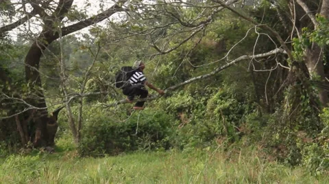 Man bouncing on tree lim in mangrove Stock Footage 34933166