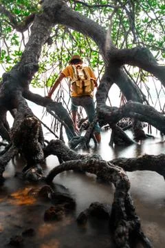 A man Break through old mangrove forest with backpack Travel Lifestyle wander Stock Photos