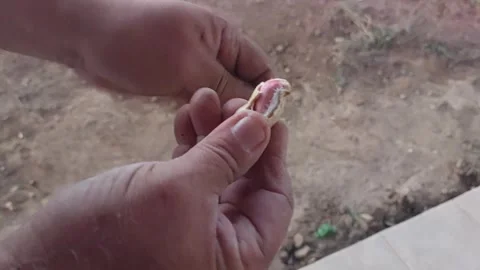 Man breaking open fresh peanut shell to reveal two peanuts Stock Footage 317714180