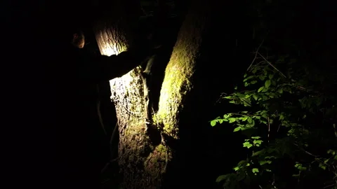 Man breaking tree branch with a flashlight in pitch black forest Stock Footage 336971699