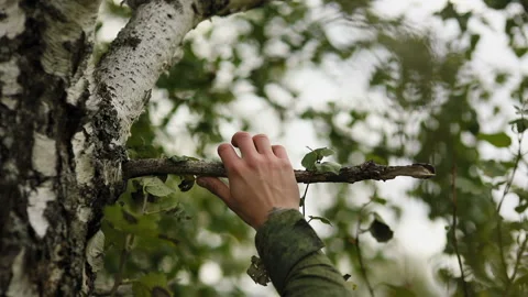 Man breaks a branch on a tree Stock-Footage 93542504