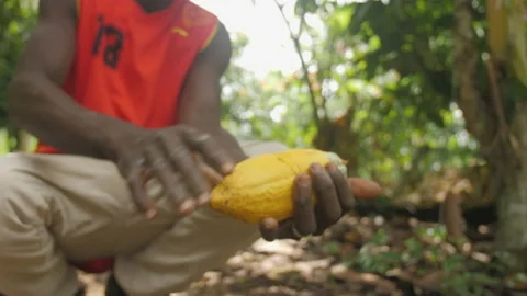 A man breaks a cocoa pod to show us its fruit, in Ivory Coast Stock Footage 221565397