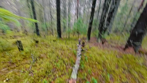 A man breaks a dried-up tree trunk with his foot. From the first person. Stock Footage 320944923