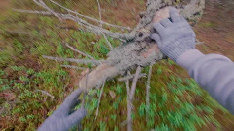 A man breaks a dry tree in the forest and carries it for a bonfire. Stock Footage 320132321