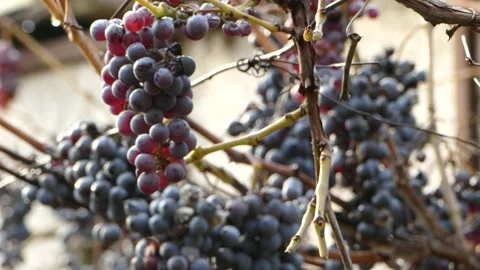 The man breaks off grapes with his hands.  Stock Footage 143414971