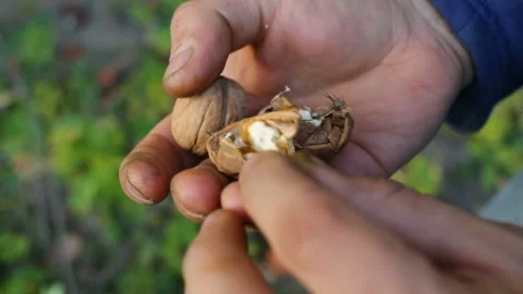 Man breaks his hands hard walnut shell. Top down view, real time, natural light, Stock Footage 97293276