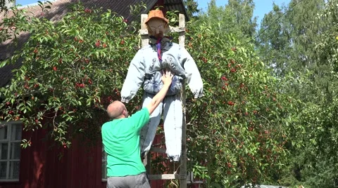 Man bring rag scarecrow on cherry tree. Protection from bird. 4K Stock Footage 59827154