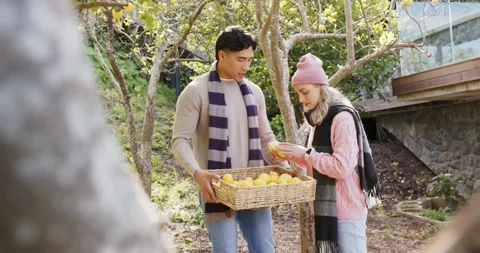 With man bringing wicker basket, couple walking under garden fruit trees Stock Footage 337025645