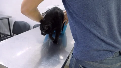 Man brought a cat to a veterinary clinic. Veterinarian doctor checking cat Stock Footage 86166624