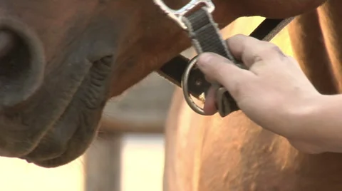 A Man With Brown Horse Stock Footage 52373995