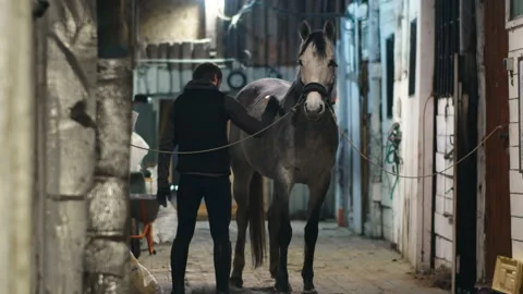 A man brushes a horse Video stock 194001020