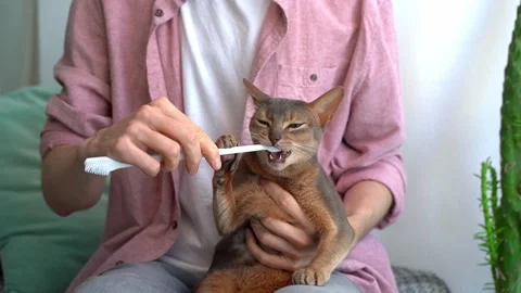 Man brushes teeth of a blue Abyssinian cat at home. Hygiene and pet care Stock Footage 239438130