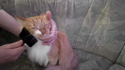 Man Brushing Fluffy Ginger Cat on Sofa for Domestic Pet Grooming and Care R.. Video stock 346146093