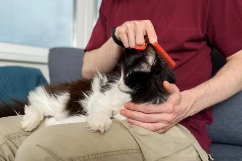 Man brushing his cat Stock Photos
