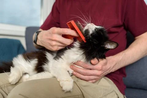 Man brushing his cat Stock Photos