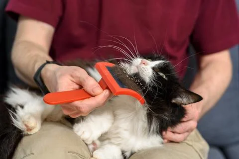 Man brushing his cat Stock Photos