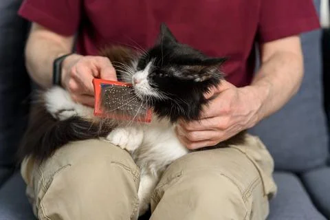 Man brushing his cat Stock Photos