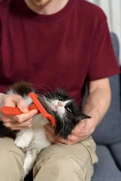 Man brushing his cat Stock Photos