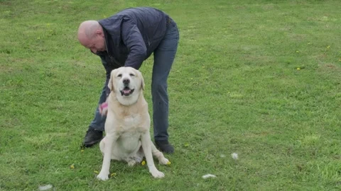 Man brushing labrador retriever with comb outdoor on a green lawn. Stock Footage 196178094