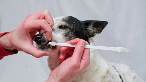 Man is brushing teeth of his dog, white toothbrush in owner's hands. Close up Stock Footage 303088655