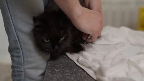 Man brushing a wet cat. Stock Footage 254405107