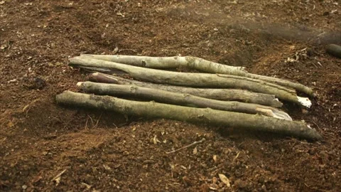 Man Building A Campfire in the Forest. Laying sticks for a Campfire Stock Footage 306516436