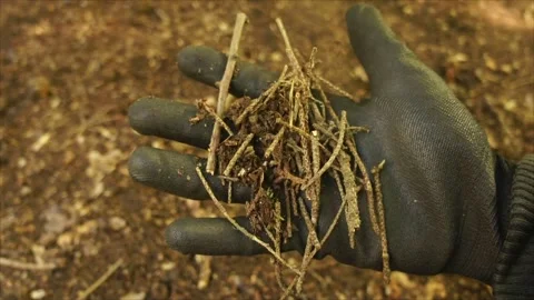 Man Building A Campfire in the Forest. Laying sticks for a Campfire Stock Footage 306516442