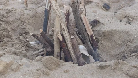Man Builds Small Fire In Hole On Sandy Beach Stock Footage 344910979