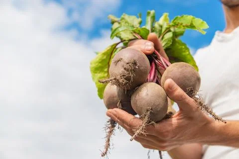 Man with a bunch of beets in the garden. Selective focus. Stock-Fotos