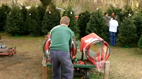 Man bundles Christmas tree Stock Footage 9086150