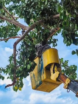 Man on cable car using saw cutting branches. Technician staff use land saw .. Stock Photos