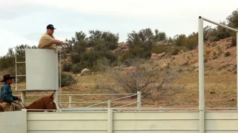 Man in Cage Sorting Cattle 1 HD 30P 5s Mono Stock Footage 4717906