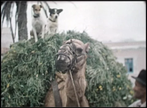 Man, Camel and Dogs Stock Footage 154717827
