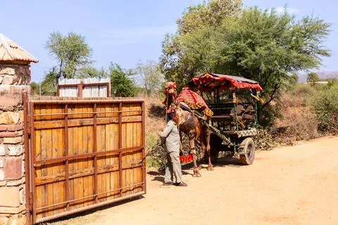 Man with camel-driven cart Stock Photos