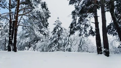 Man with camera making a photo of winter snowy forest. Stock Footage 85794831